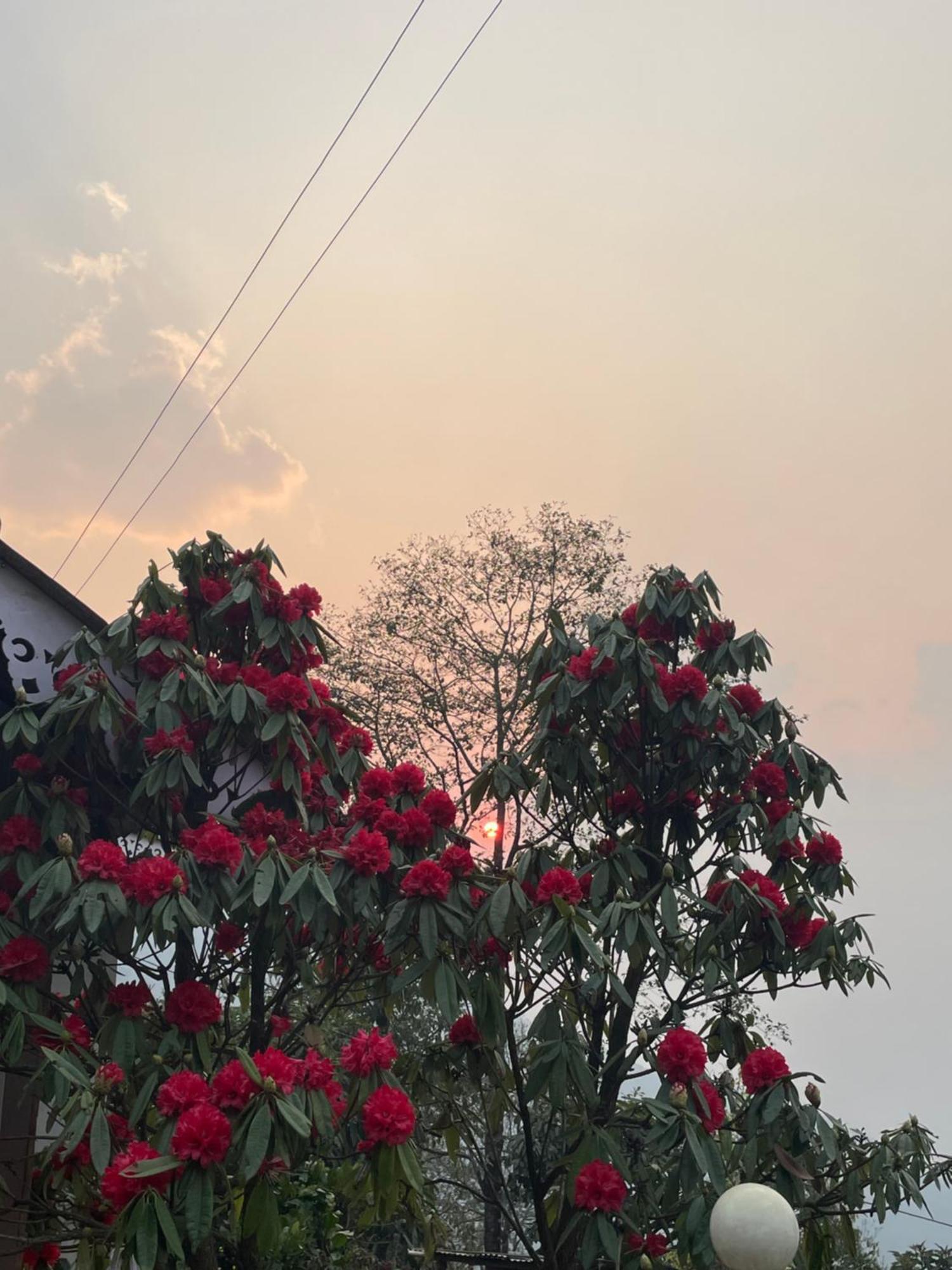 Wake In Himalayas Hostel Pelling Bagian luar foto